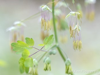 Male flowers